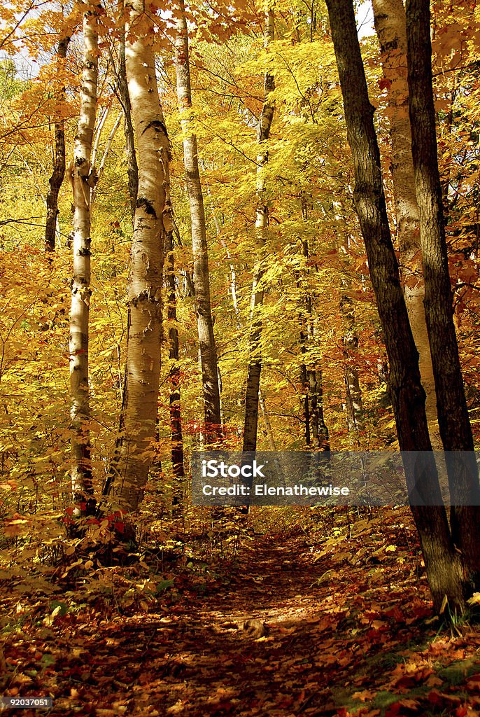 Bosque de otoño - Foto de stock de Abedul libre de derechos