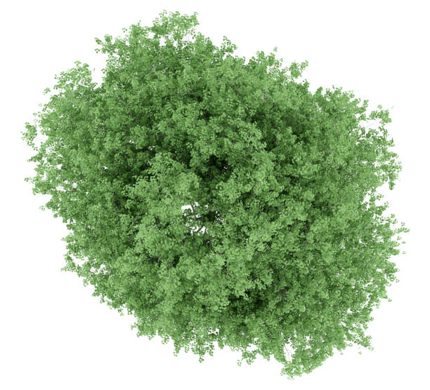 istock top view of tulip tree isolated on white background. 3d illustration 920370596