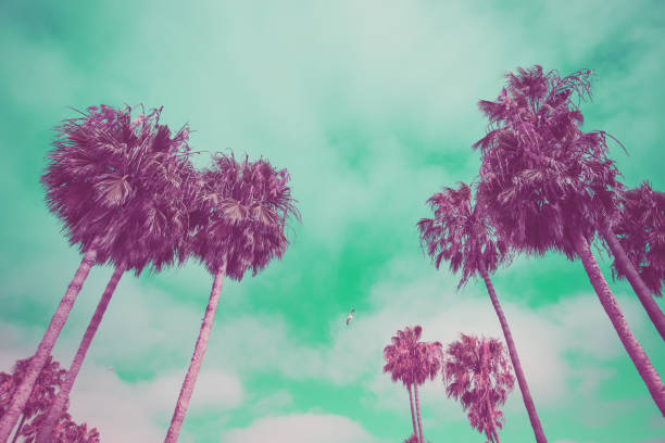 istock Venice beach palmn in surreal colors 920371004