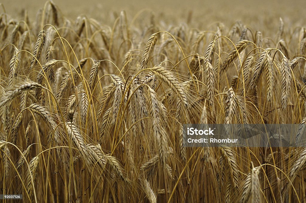 Weizen field - Lizenzfrei Bedeckter Himmel Stock-Foto