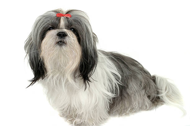 istock Shih Tzu Puppy 1 92037133