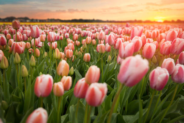 istock Beautiful bouquet of pink Tulips 920372852