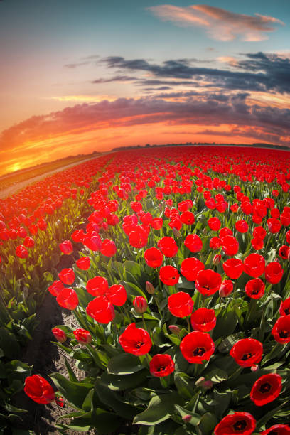 istock red tulips in the netherlands 920373428