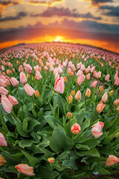 istock Beautiful bouquet of pink Tulips 920373722