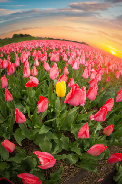 istock Beautiful bouquet of pink Tulips 920374302