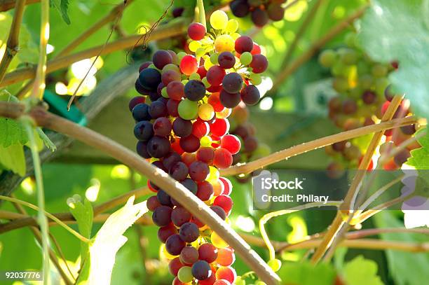 Cluster De Uva 4 - Fotografias de stock e mais imagens de Uva - Uva, Alimentação Saudável, Ao Ar Livre