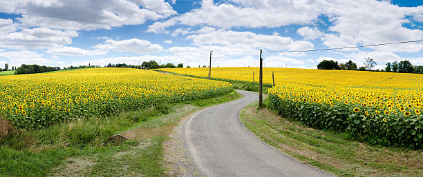 girassol field road - flower sunflower field landscaped - fotografias e filmes do acervo