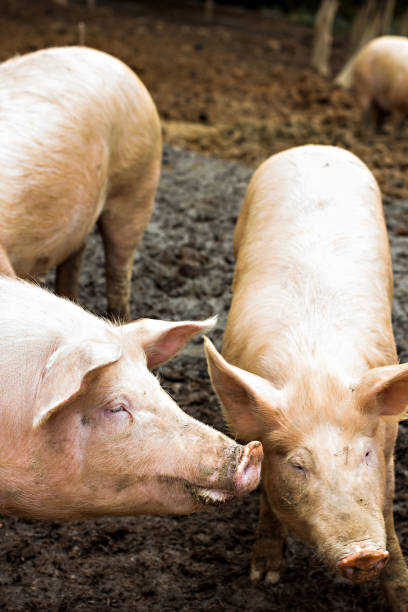 istock Pigs on the farm. 920379086