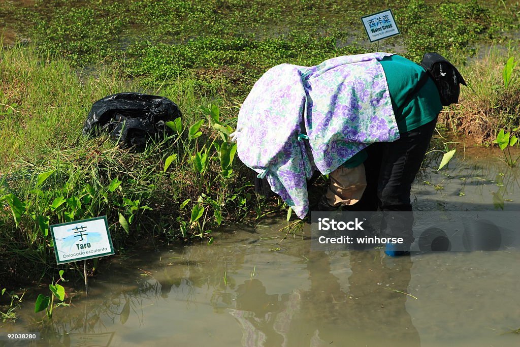 Trabalho duro farmer - Foto de stock de Agricultura royalty-free