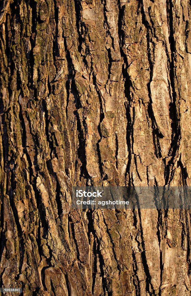 Écorce d'arbre de lumière naturelle - Photo de Abstrait libre de droits