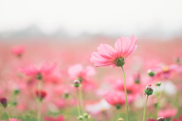 istock Cosmos flowers on sunlight and clear sky. 920384814