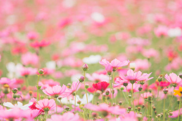 istock Cosmos flowers on sunlight and clear sky. 920384858
