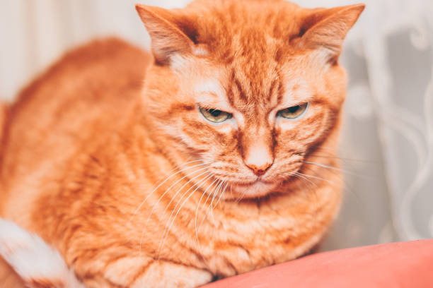 istock Red homemade brash cat, beautiful domestic pet 920387220