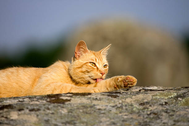 ginger cat on a rock stock photo