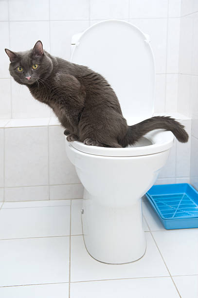 Sprytne Kot domowy w toalecie – zdjęcie