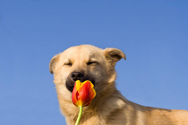 Embrace the charm of spring as a cute dog stands amidst the blossoming flowers on the park lawn