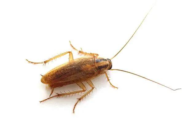 Photo of Close up of a cockroach on white background