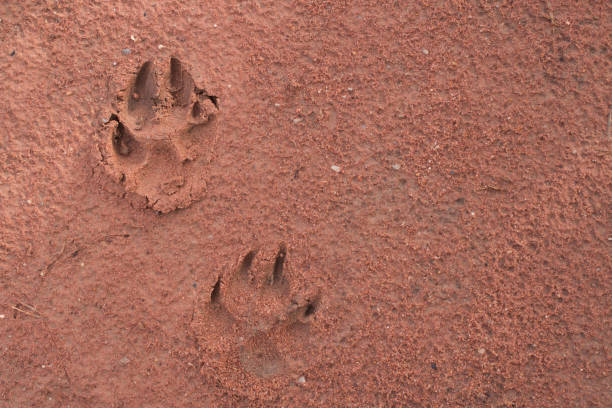 istock Dog footprints on the red soil 920392300