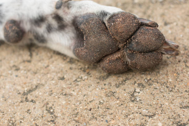 istock dirty dog paw on concrete floor 920392314