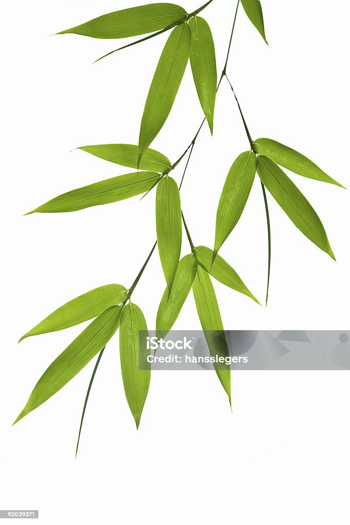 bamboo- 잎 - 로열티 프리 대나무-벼과 스톡 사진