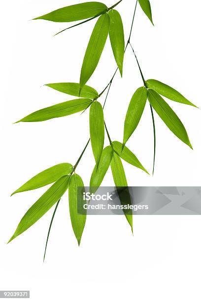 Bamboo 잎 대나무-벼과에 대한 스톡 사진 및 기타 이미지 - 대나무-벼과, 대나무 잎, 컷아웃