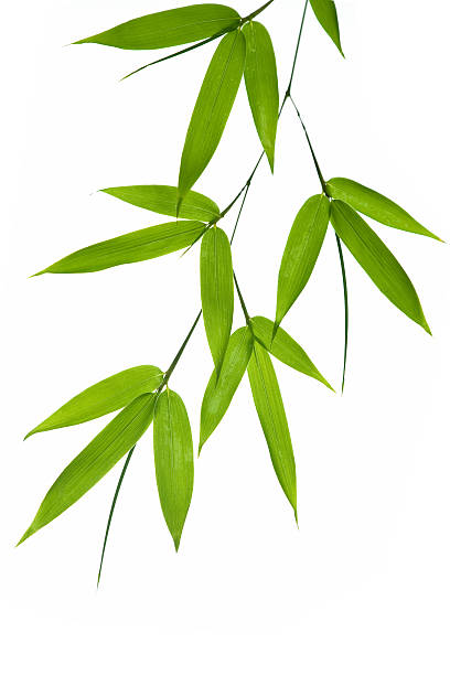 bamboo- leaves  bamboo leaf stock pictures, royalty-free photos & images