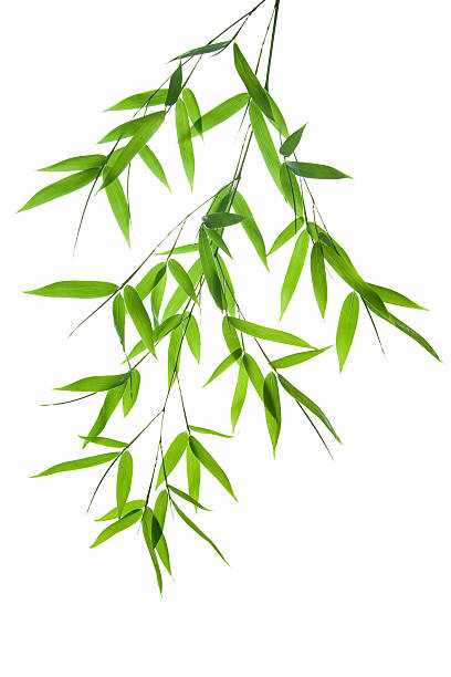 istock A image of green bamboo on a white background 92039376