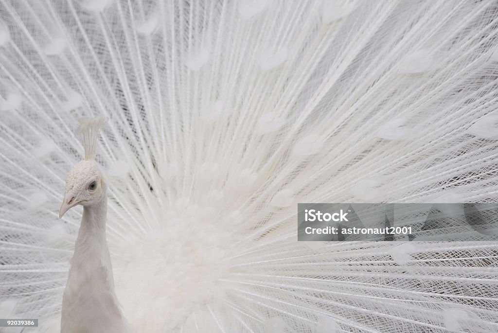 Pavone bianco - Foto stock royalty-free di Accoppiamento animale