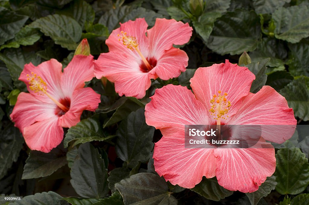 Flores de hibiscos - Foto de stock de Amarillo - Color libre de derechos