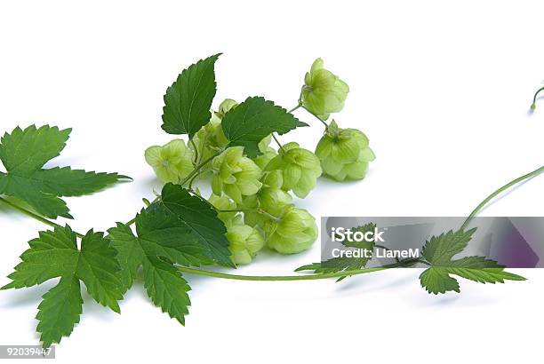 Hop Stock Photo - Download Image Now - Close-up, Color Image, Creeper Plant