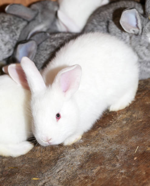 istock little white rabbit on the farm 920395146