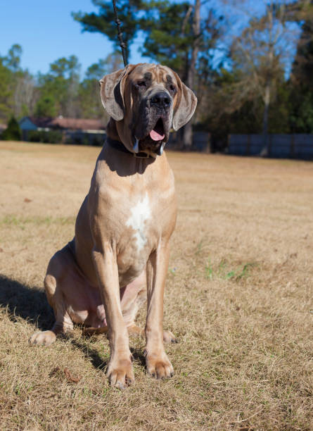 istock Tan purebred Great Dane male sitting in a field 920395236
