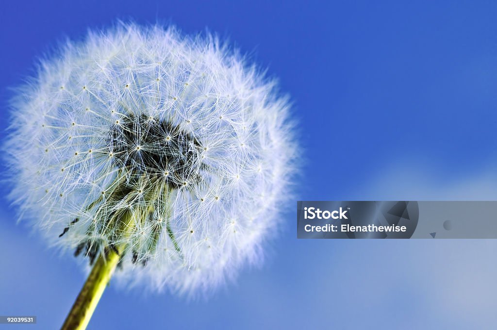 Dandelion  Blue Stock Photo