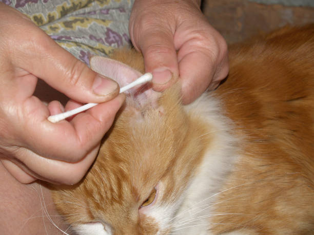istock clean the ears of a cat 920395498
