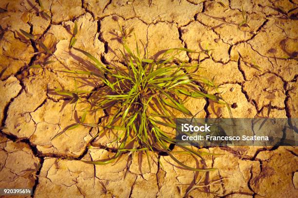 Infertile Land Burned By The Sun Famine And Poverty Concept Image Stock Photo - Download Image Now