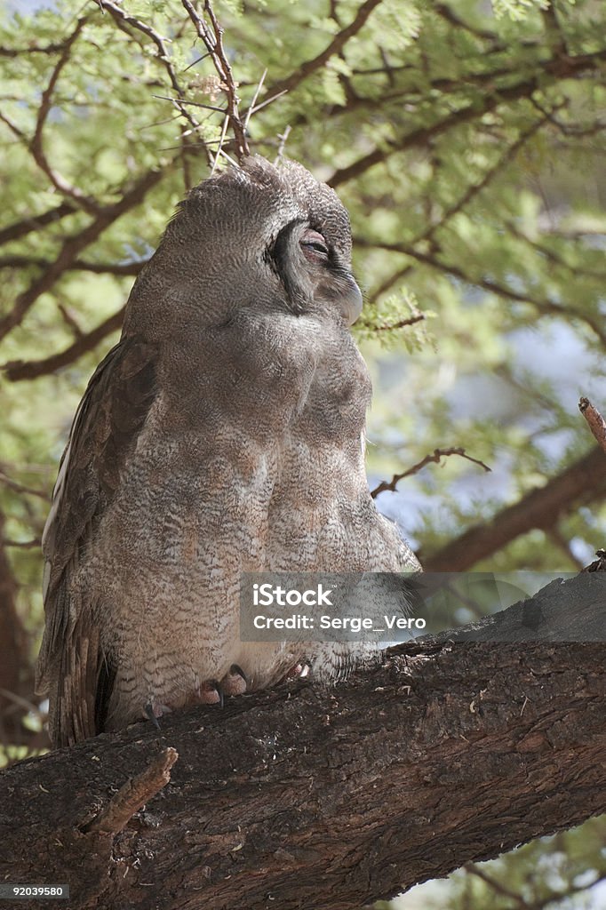 verreaux's  eagle owl  Africa Stock Photo