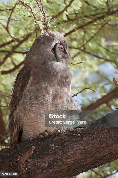 Verreauxs Eagle Owl Stock Photo - Download Image Now - Africa, Animal, Animal Eye