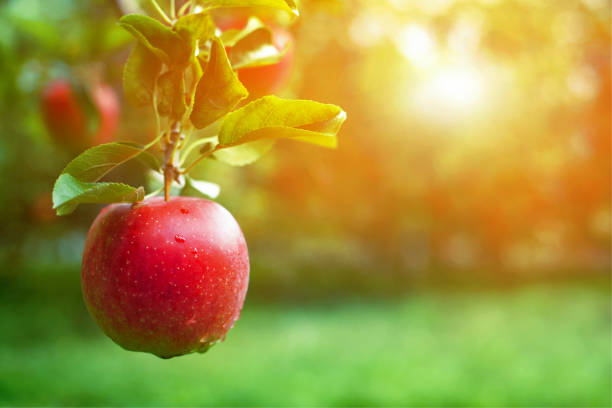 Ripe red apple close-up with apple orchard in the background. Ripe red apple close-up with sun rays and apple orchard in the background. apple tree stock pictures, royalty-free photos & images
