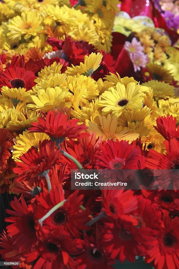 Flores Gerbera - Foto de stock de Aire libre libre de derechos
