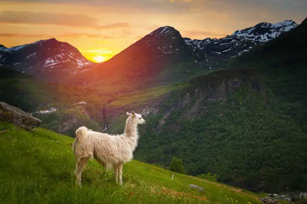 llamas in the mountains. scenic spots in nature.