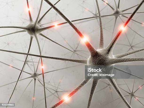 Neurons Stock Photo - Download Image Now - Anatomy, Biological Cell, Biology