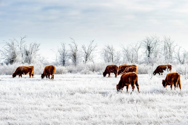 eine herde kühe in der kalmücken-steppe im winter. die gesamte vegetation mit einer dicken eisschicht bedeckt. - medium group of animals fotos stock-fotos und bilder