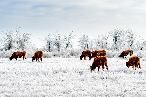 A herd of cows in the Kalmyk steppe in the winter. All vegetation covered with a thick layer of frost.
