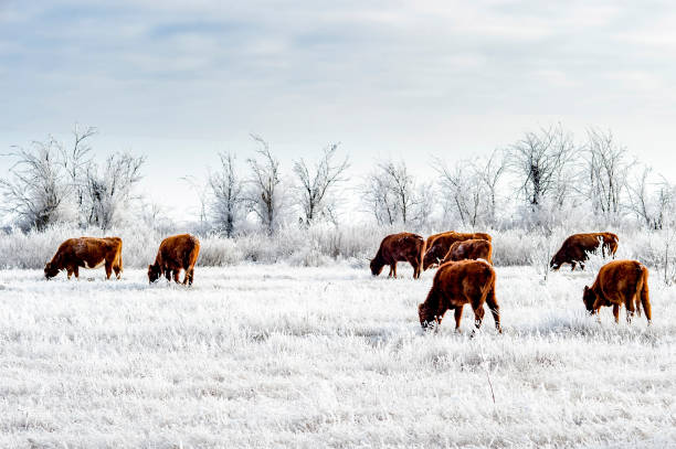 um rebanho de vacas nas estepes kalmyk no inverno. toda a vegetação coberta com uma espessa camada de geada. - winter agriculture ranch field - fotografias e filmes do acervo