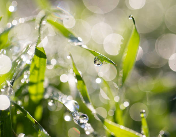 istock drops of dew on the grass in nature 920399326