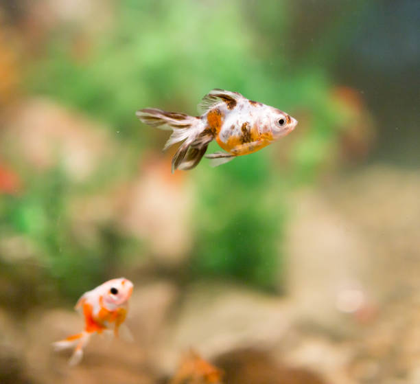 istock beautiful fish in the aquarium 920399534