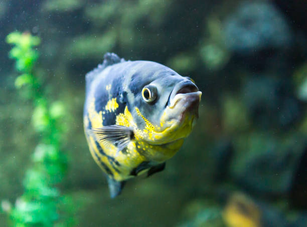 istock beautiful fish in the aquarium 920399686