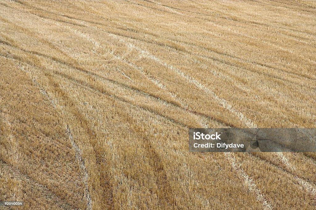 Barbe de 3 jours Field - Photo de Agriculture libre de droits