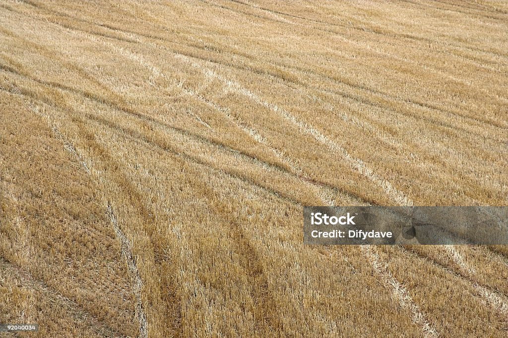 Barba incolta campo - Foto stock royalty-free di Agricoltura