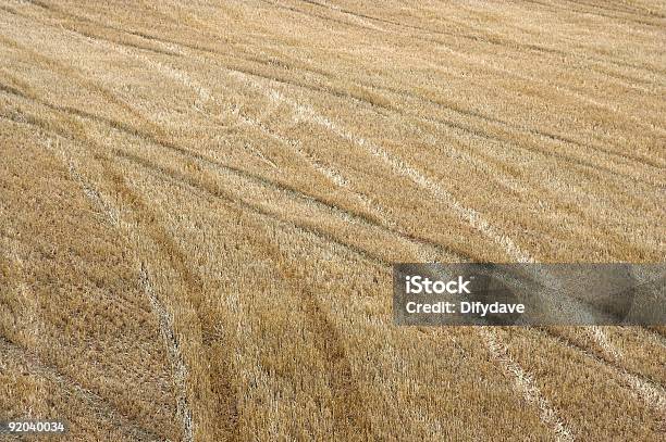 Barba Incolta Campo - Fotografie stock e altre immagini di Agricoltura - Agricoltura, Campo, Cereale